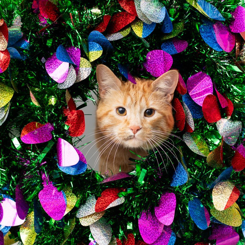 Enlarge Filbert, a Adoptable Domestic Short Hair in St. Paul, MN image 6/6