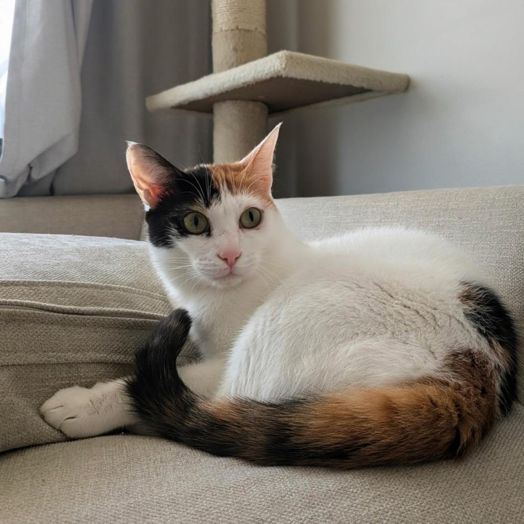Maggie - Dubai, a Adoptable Domestic Short Hair in Fairfax Station, VA image 1/6