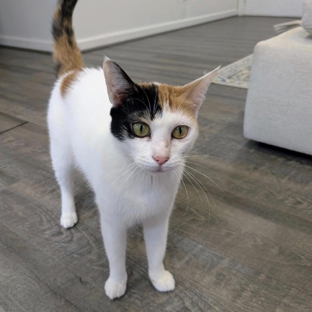Maggie - Dubai, a Adoptable Domestic Short Hair in Fairfax Station, VA image 1/6