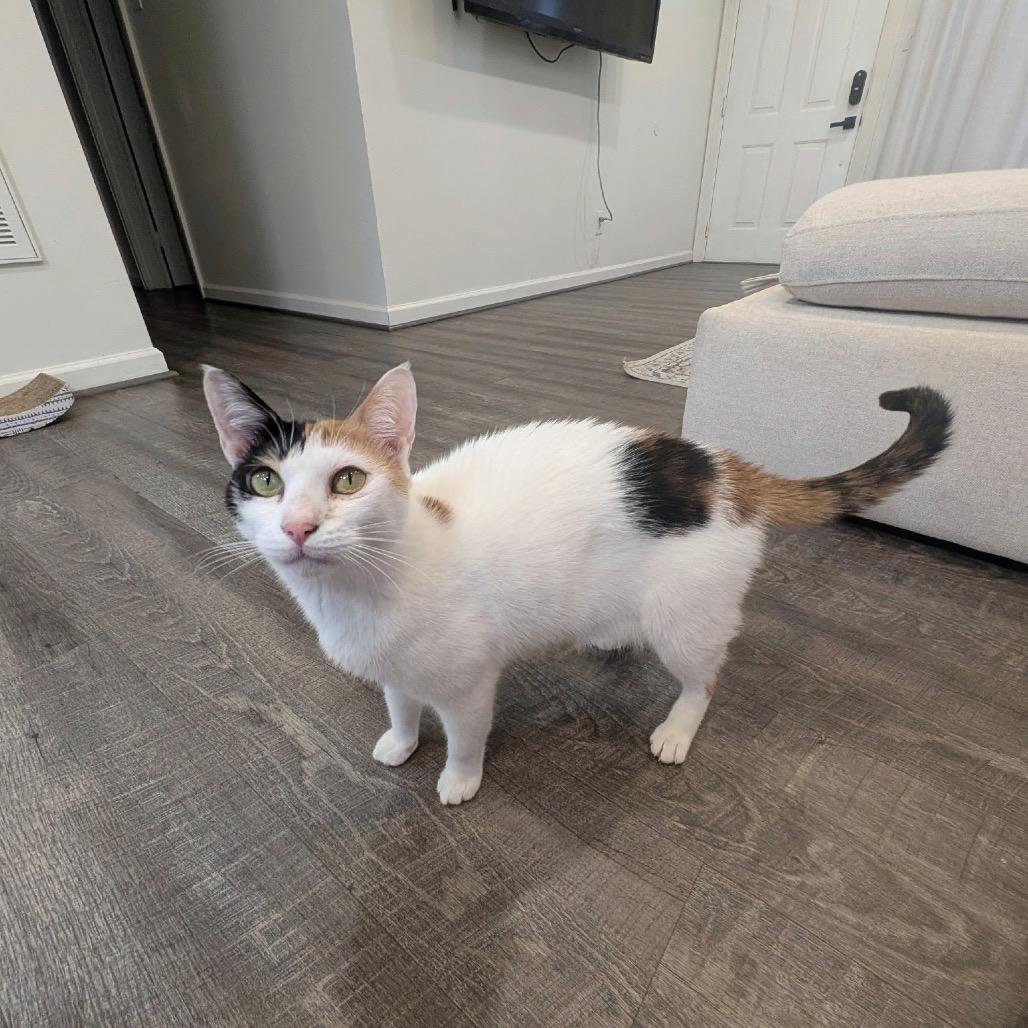 Maggie - Dubai, a Adoptable Domestic Short Hair in Fairfax Station, VA image 2/6