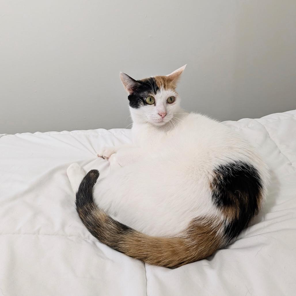 Maggie - Dubai, a Adoptable Domestic Short Hair in Fairfax Station, VA image 3/6