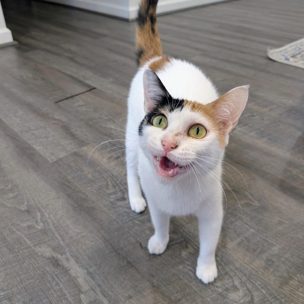 Maggie - Dubai, a Adoptable Domestic Short Hair in Fairfax Station, VA image 5/6