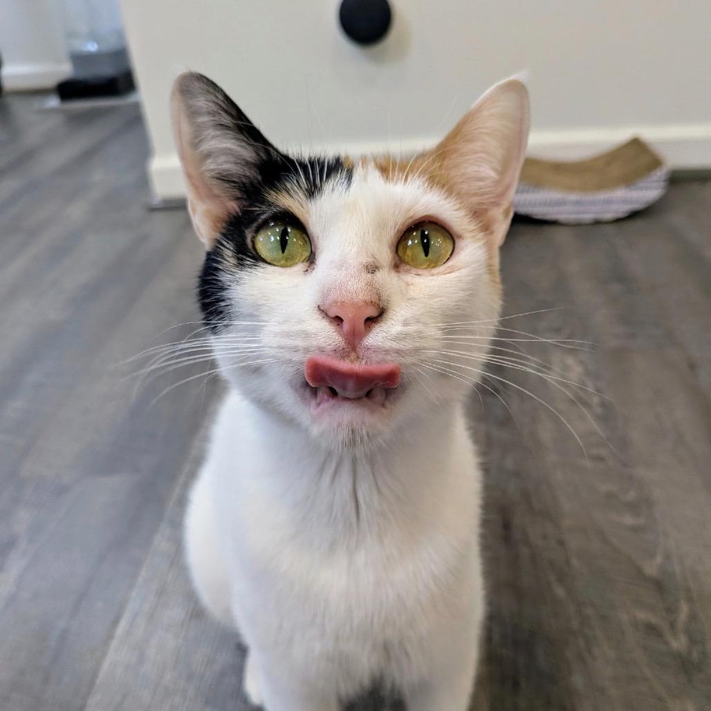 Maggie - Dubai, a Adoptable Domestic Short Hair in Fairfax Station, VA image 6/6