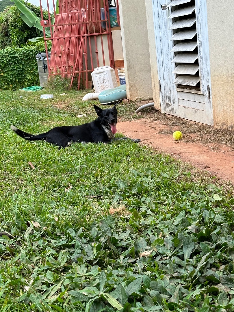 Enlarge Doodle, a Adoptable mixed breed in Rincon, PR image 1/6