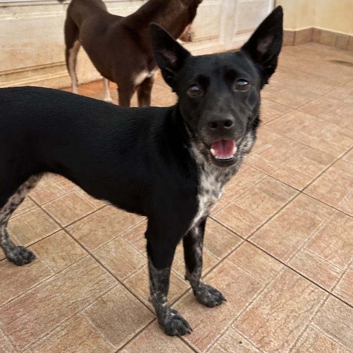 Enlarge Doodle, a Adoptable mixed breed in Rincon, PR image 1/6