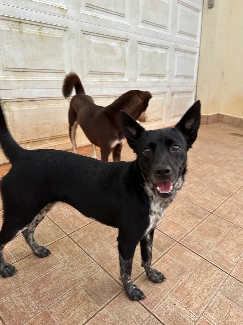 Enlarge Doodle, a Adoptable mixed breed in Rincon, PR image 2/6