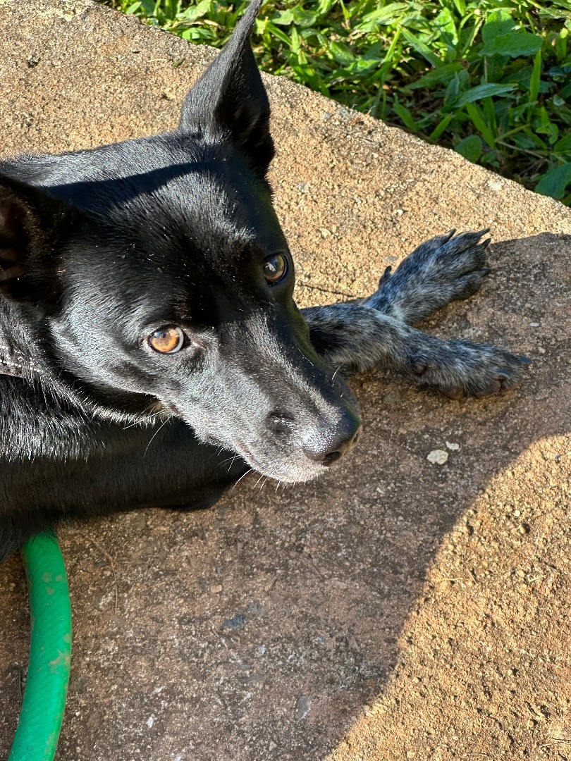 Enlarge Doodle, a Adoptable mixed breed in Rincon, PR image 3/6