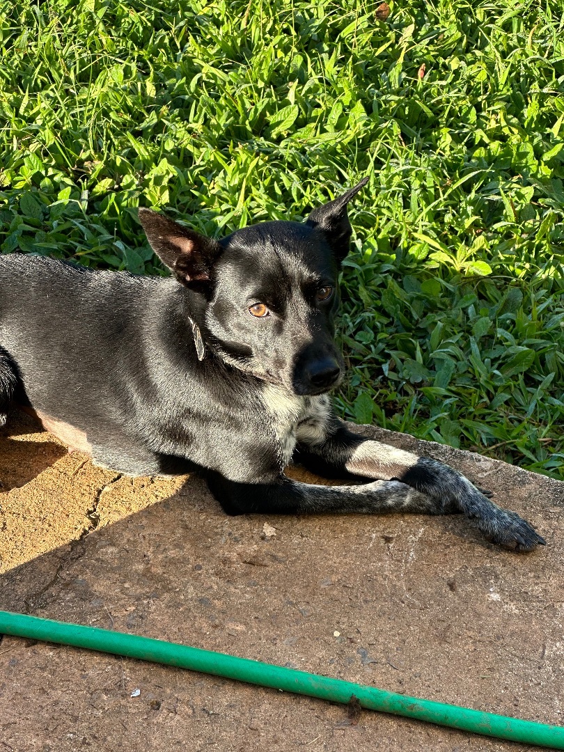 Enlarge Doodle, a Adoptable mixed breed in Rincon, PR image 4/6