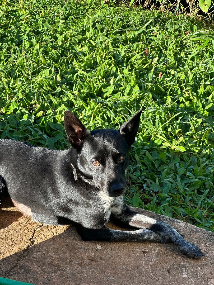 Enlarge Doodle, a Adoptable mixed breed in Rincon, PR image 5/6