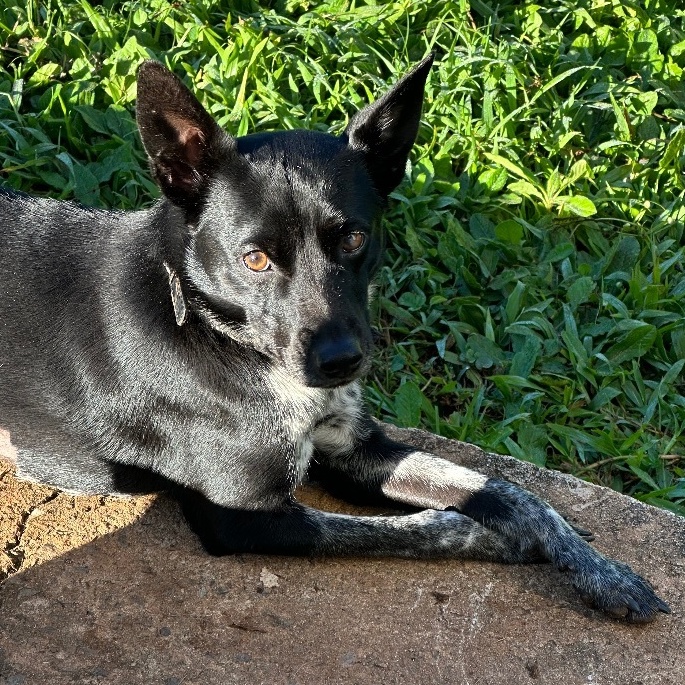 Enlarge Doodle, a Adoptable mixed breed in Rincon, PR image 1/6