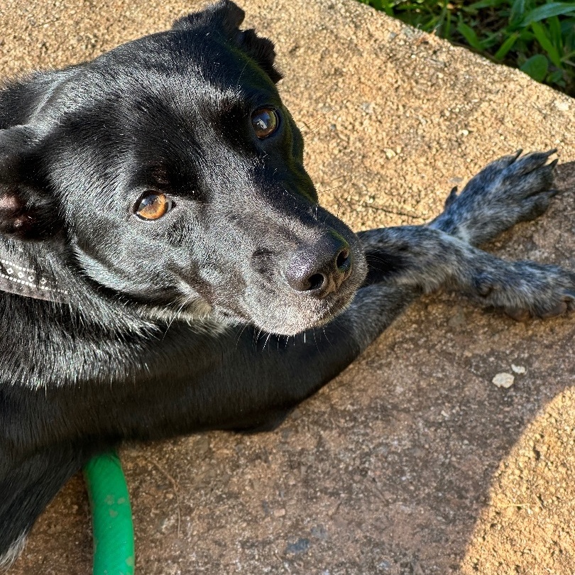 Enlarge Doodle, a Adoptable mixed breed in Rincon, PR image 2/6