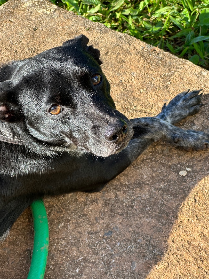 Enlarge Doodle, a Adoptable mixed breed in Rincon, PR image 6/6