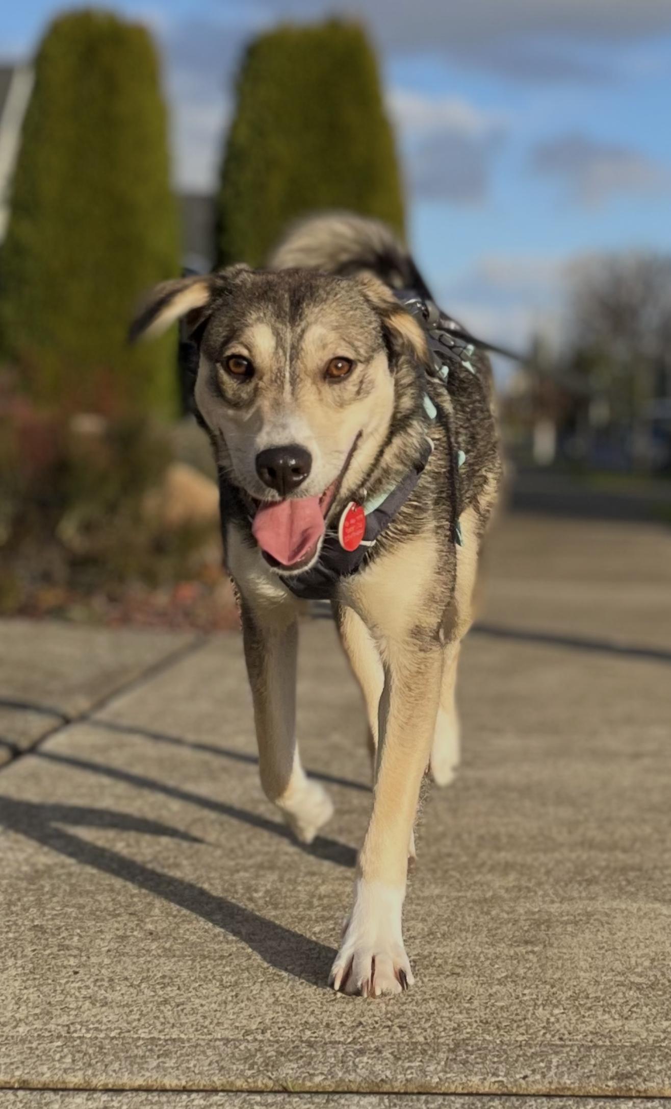 Enlarge Audrey, an adopted Mixed Breed in Portland, OR image 2/6