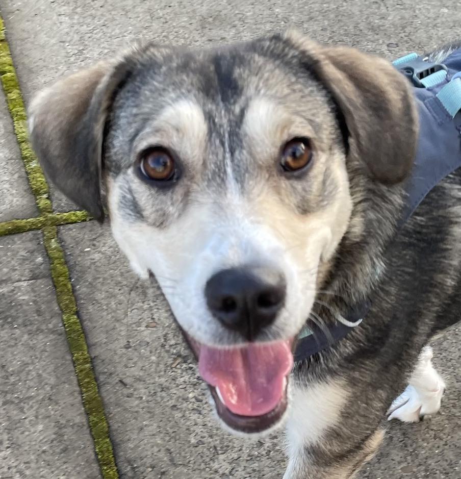 Audrey, ADOPTABLE, Young Female Mixed Breed.