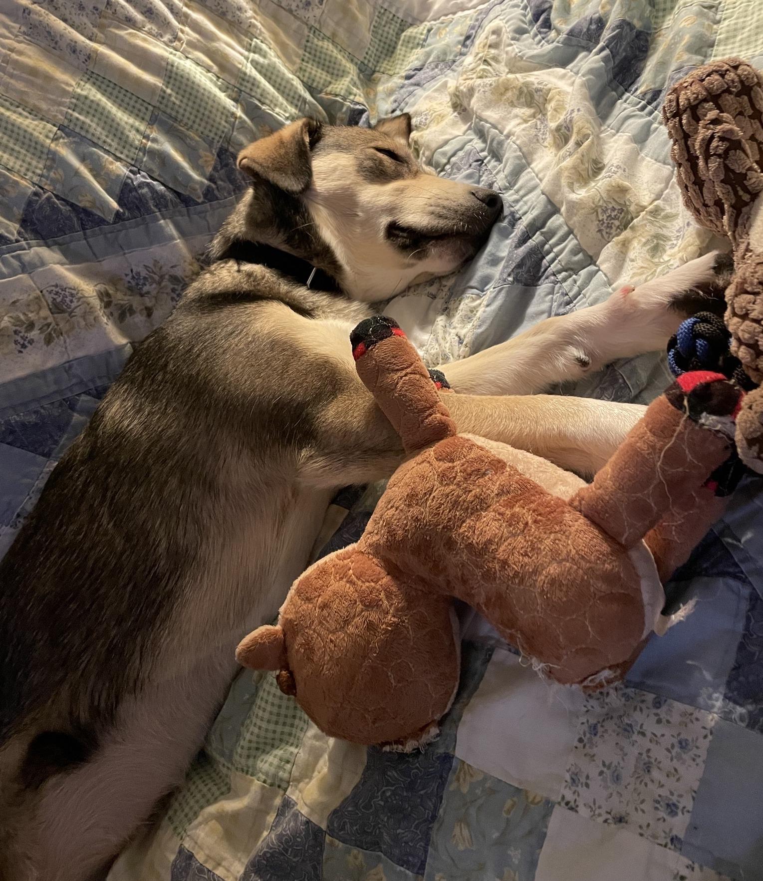 Enlarge Audrey, an adopted Mixed Breed in Portland, OR image 5/6