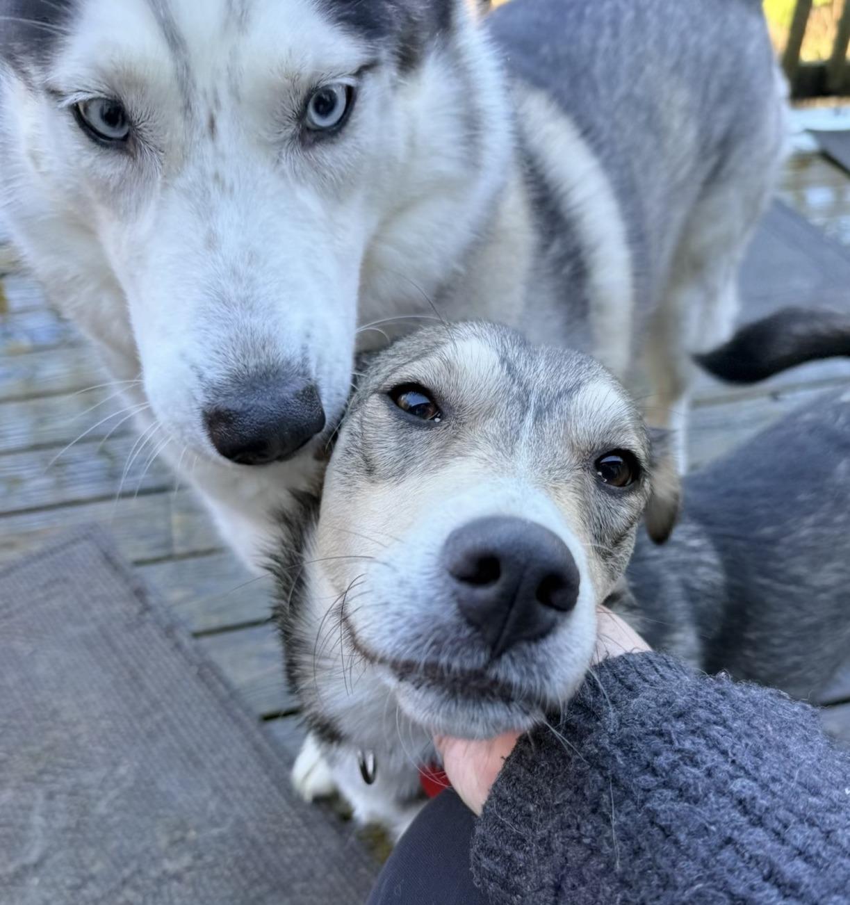 Enlarge Audrey, an adopted Mixed Breed in Portland, OR image 6/6