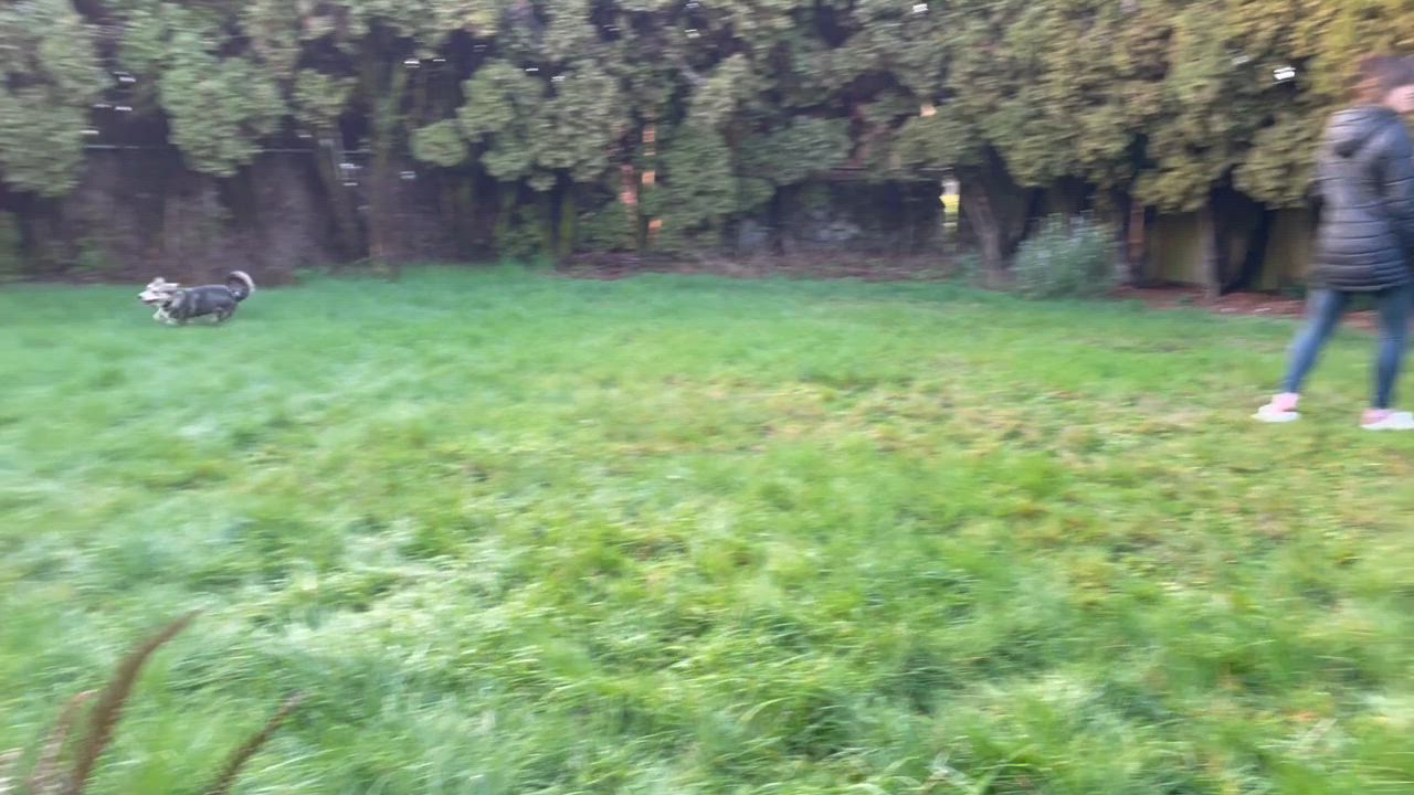 Enlarge Audrey, an adopted Mixed Breed in Portland, OR video 3/6