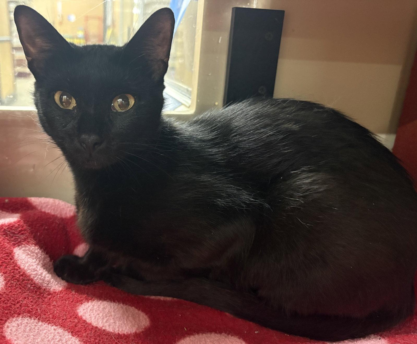 Gabby Gerdeman, Adoptable, Adult Female Domestic Short Hair.