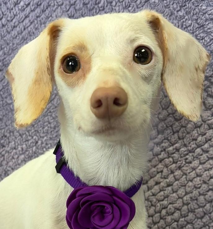 Enlarge Schatzi, an adopted mixed breed in Lodi, CA image 2/5