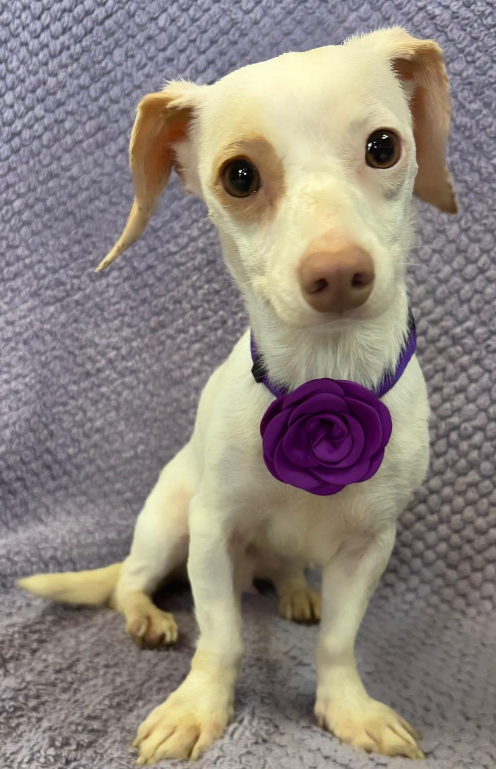 Enlarge Schatzi, an adopted mixed breed in Lodi, CA image 4/5