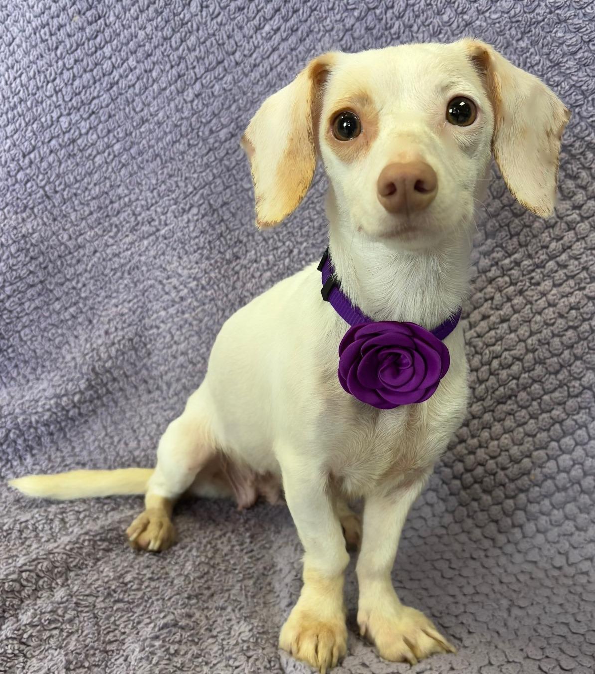 Enlarge Schatzi, an adopted mixed breed in Lodi, CA image 5/5