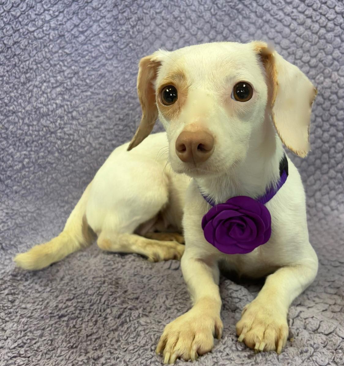 Enlarge Schatzi, an adopted mixed breed in Lodi, CA image 3/5