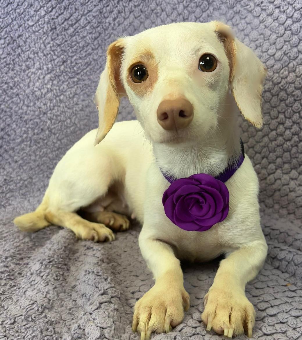 Schatzi, adopted, Young Female Dachshund & Chihuahua.