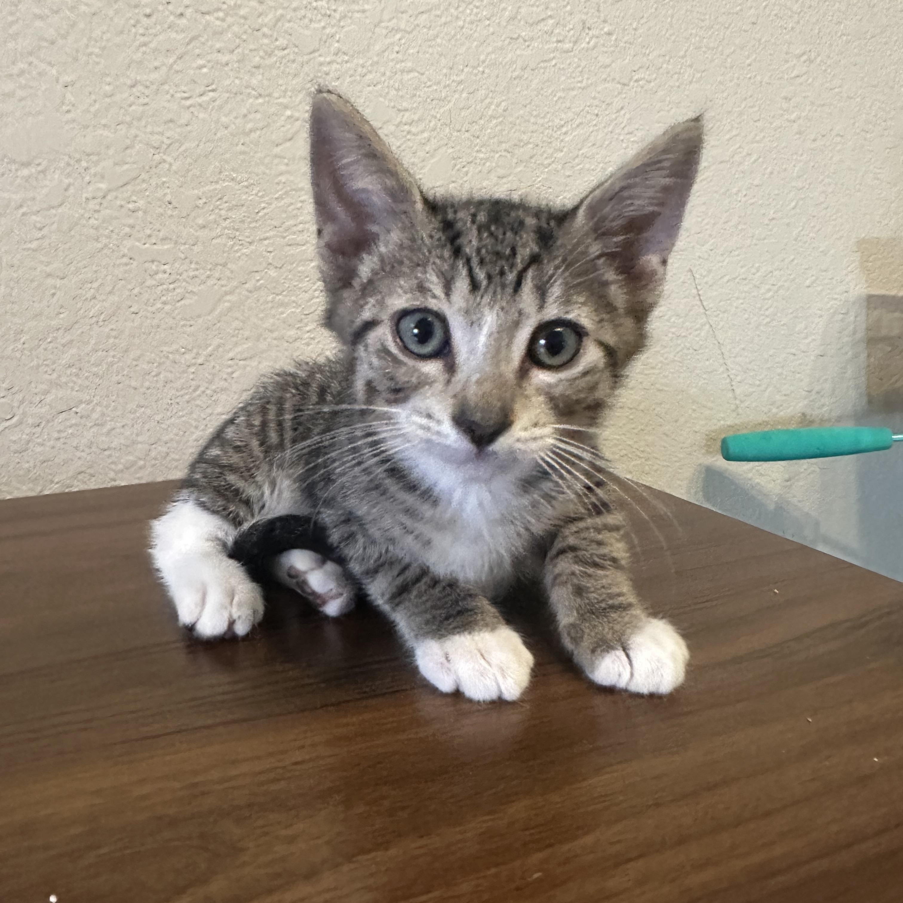 Beasley INDOOR ONLY, an adopted mixed breed in Stockton, CA image 5/6