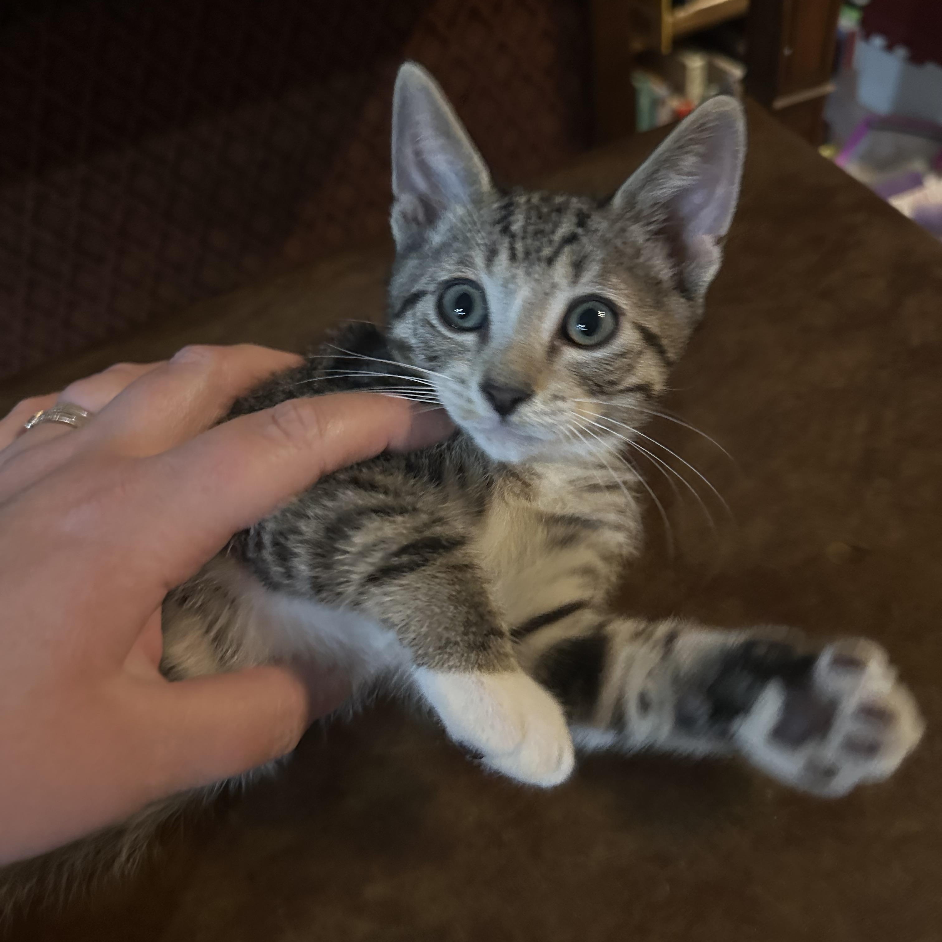 Beasley INDOOR ONLY, an adopted mixed breed in Stockton, CA image 1/6