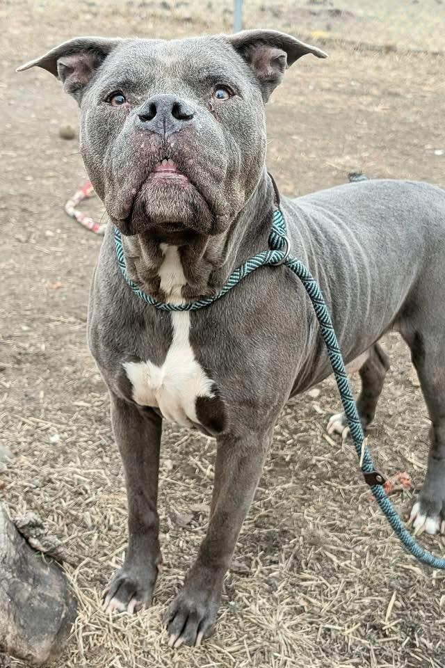 Wilbur — thumbnail 2