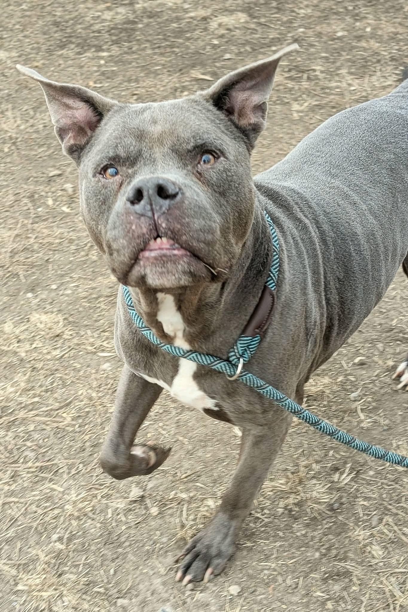 Wilbur — thumbnail 3