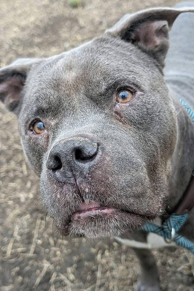 Wilbur — thumbnail 4