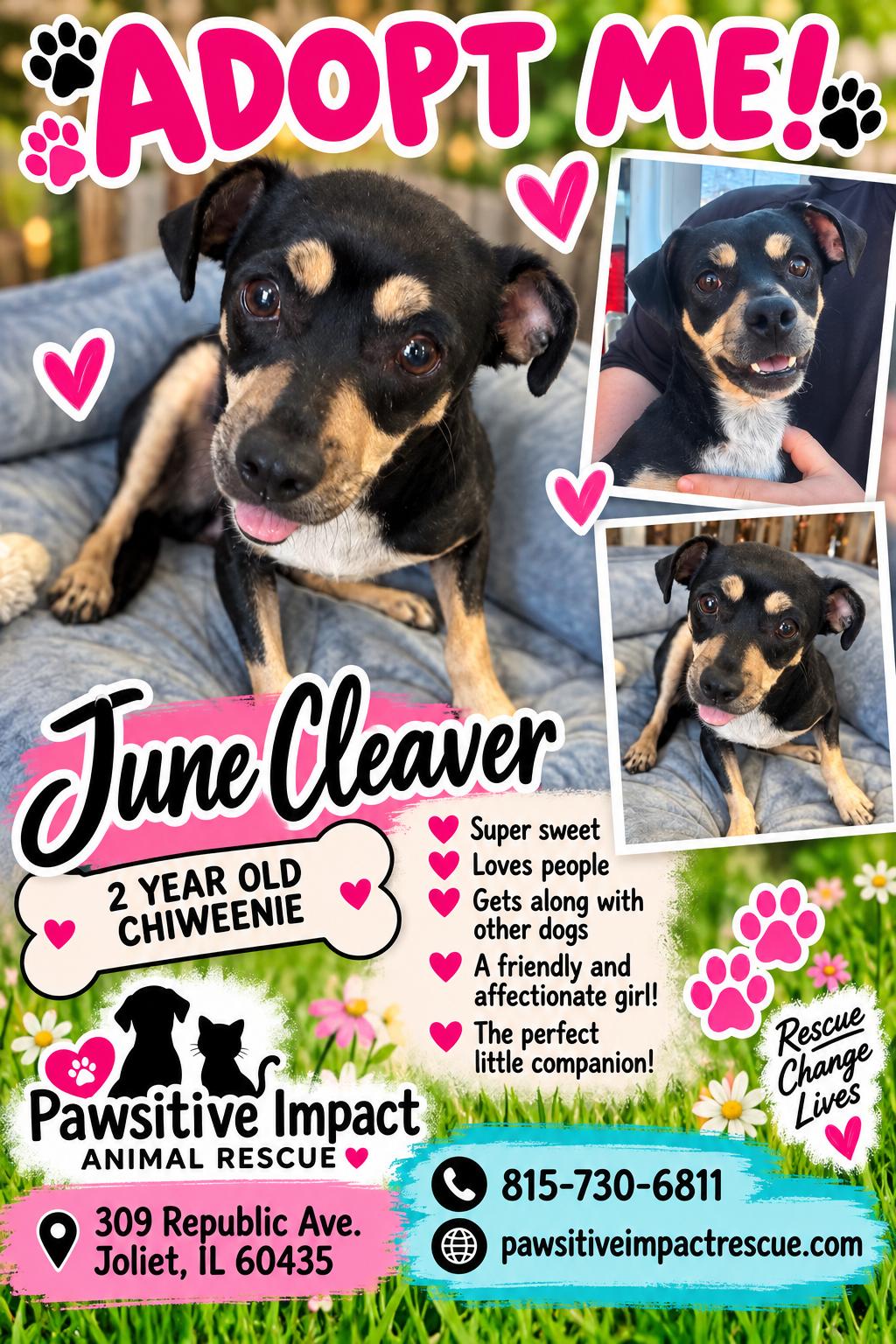 Enlarge June Cleaver, a Adoptable mixed breed in Joliet, IL image 1/3