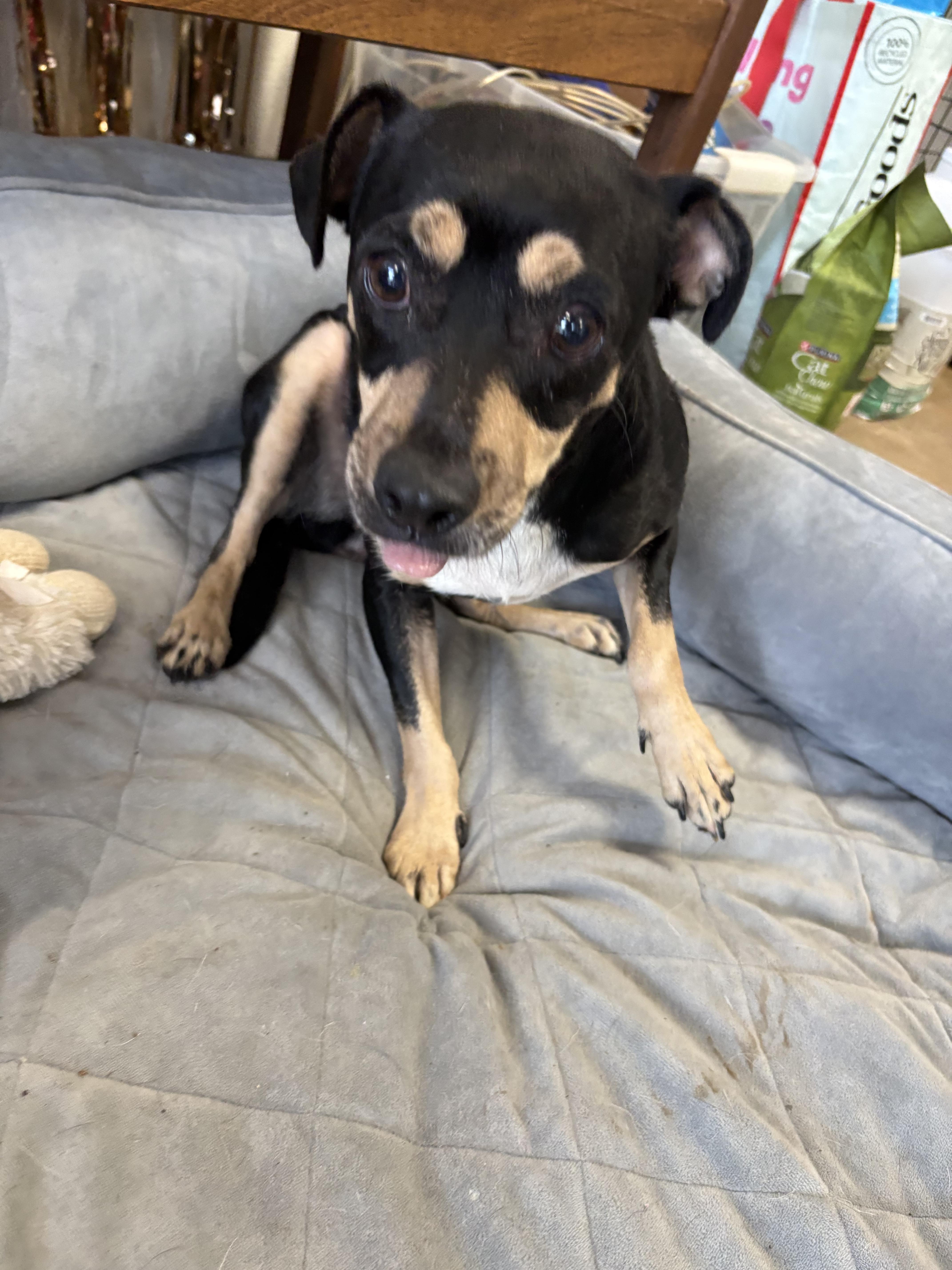 Enlarge June Cleaver, a Adoptable mixed breed in Joliet, IL image 2/3