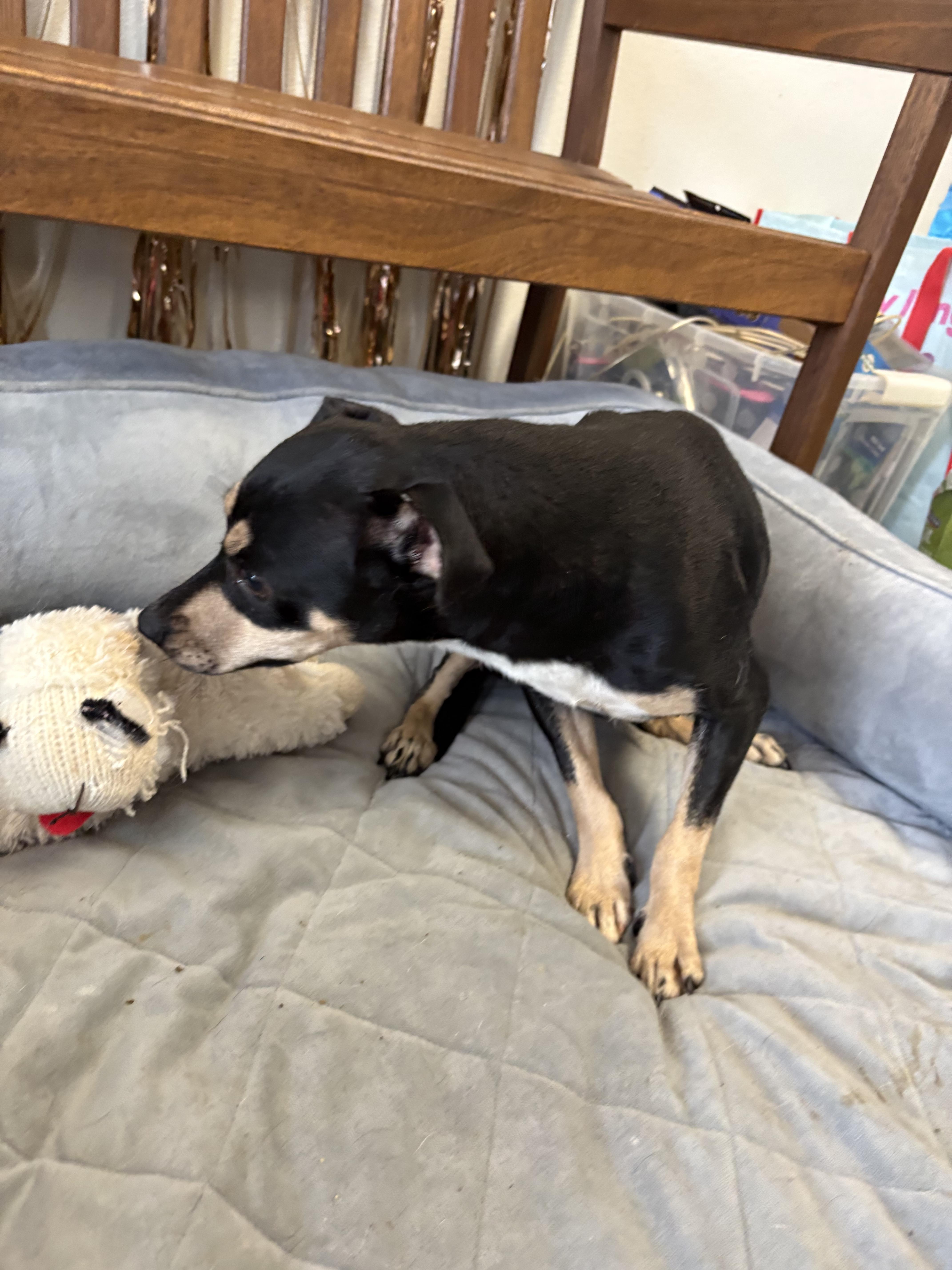 Enlarge June Cleaver, a Adoptable mixed breed in Joliet, IL image 3/3