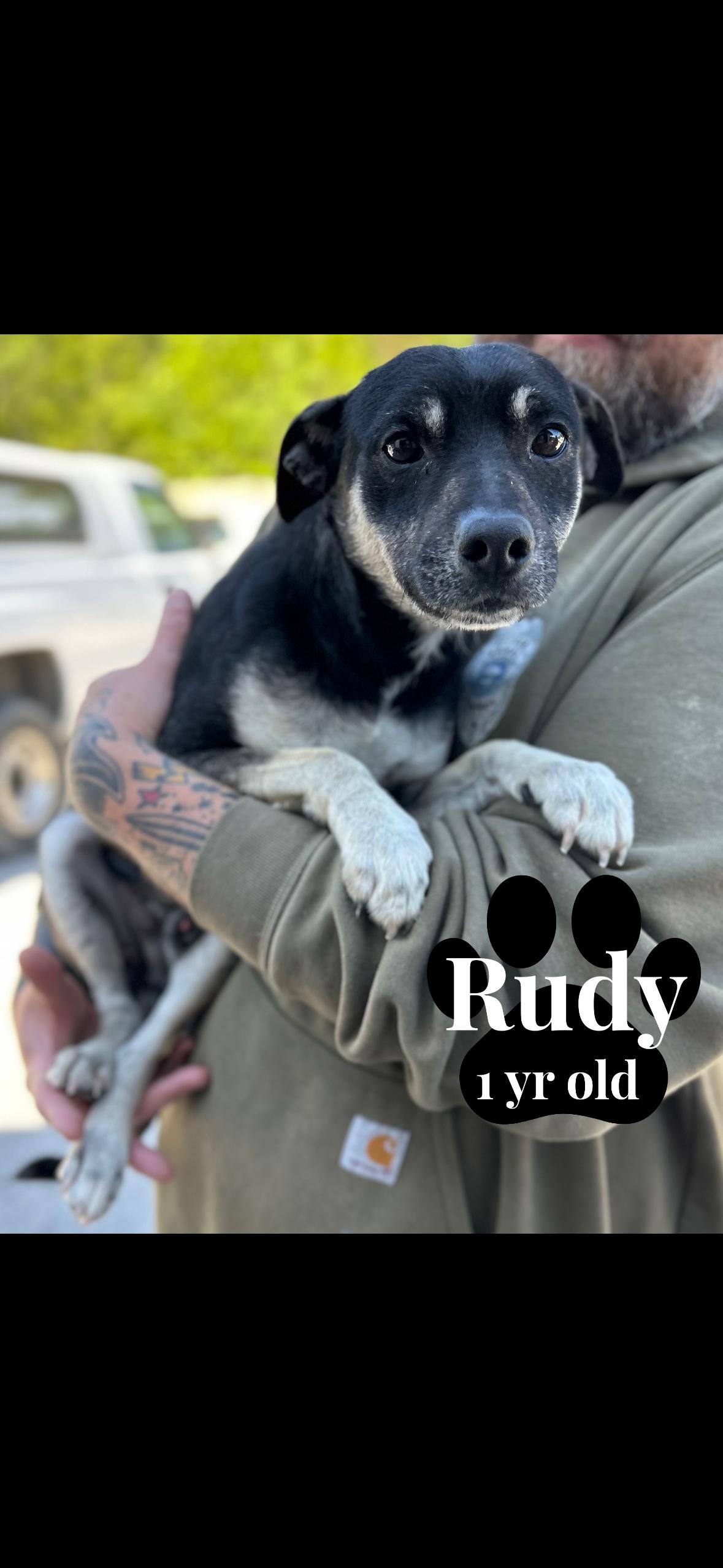Rudy, Adoptable, Young Male Chihuahua.