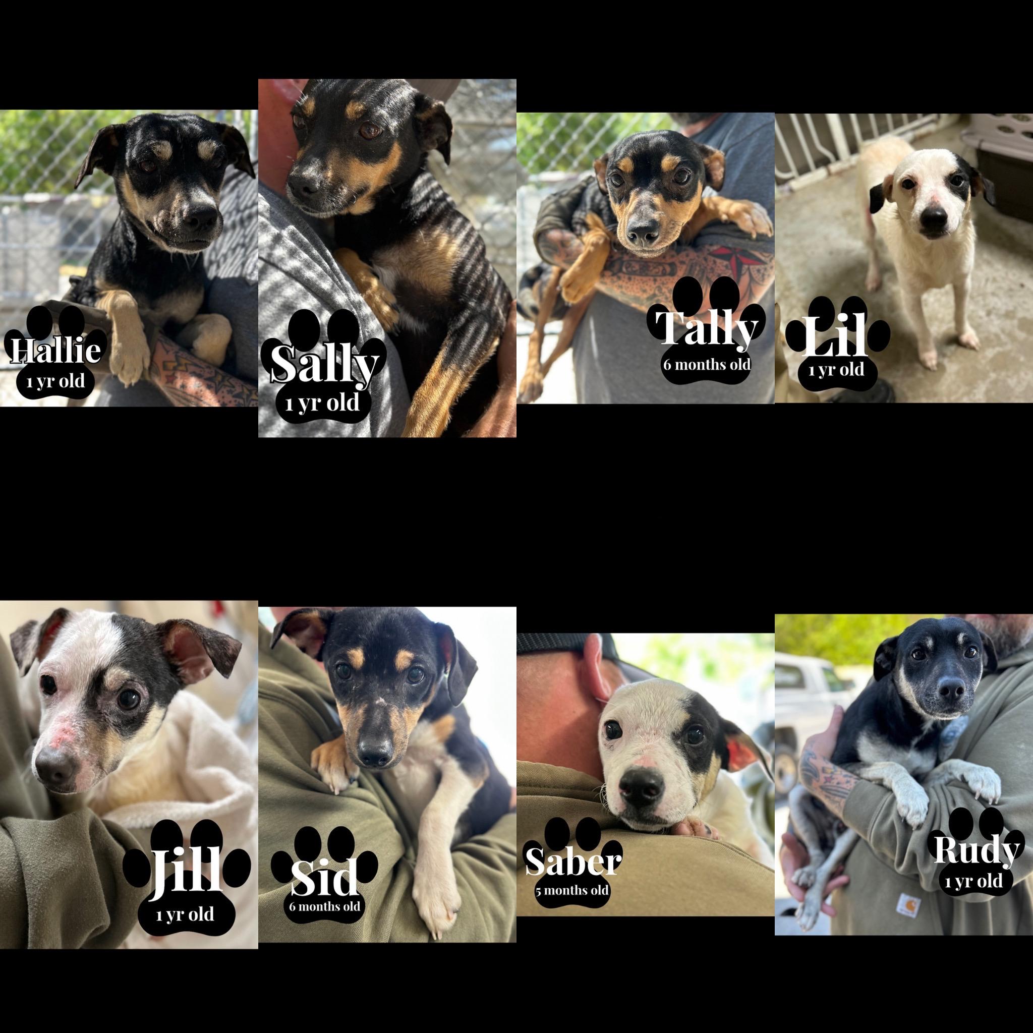 Enlarge Rudy, a Adoptable mixed breed in seaside heights, NJ image 2/2
