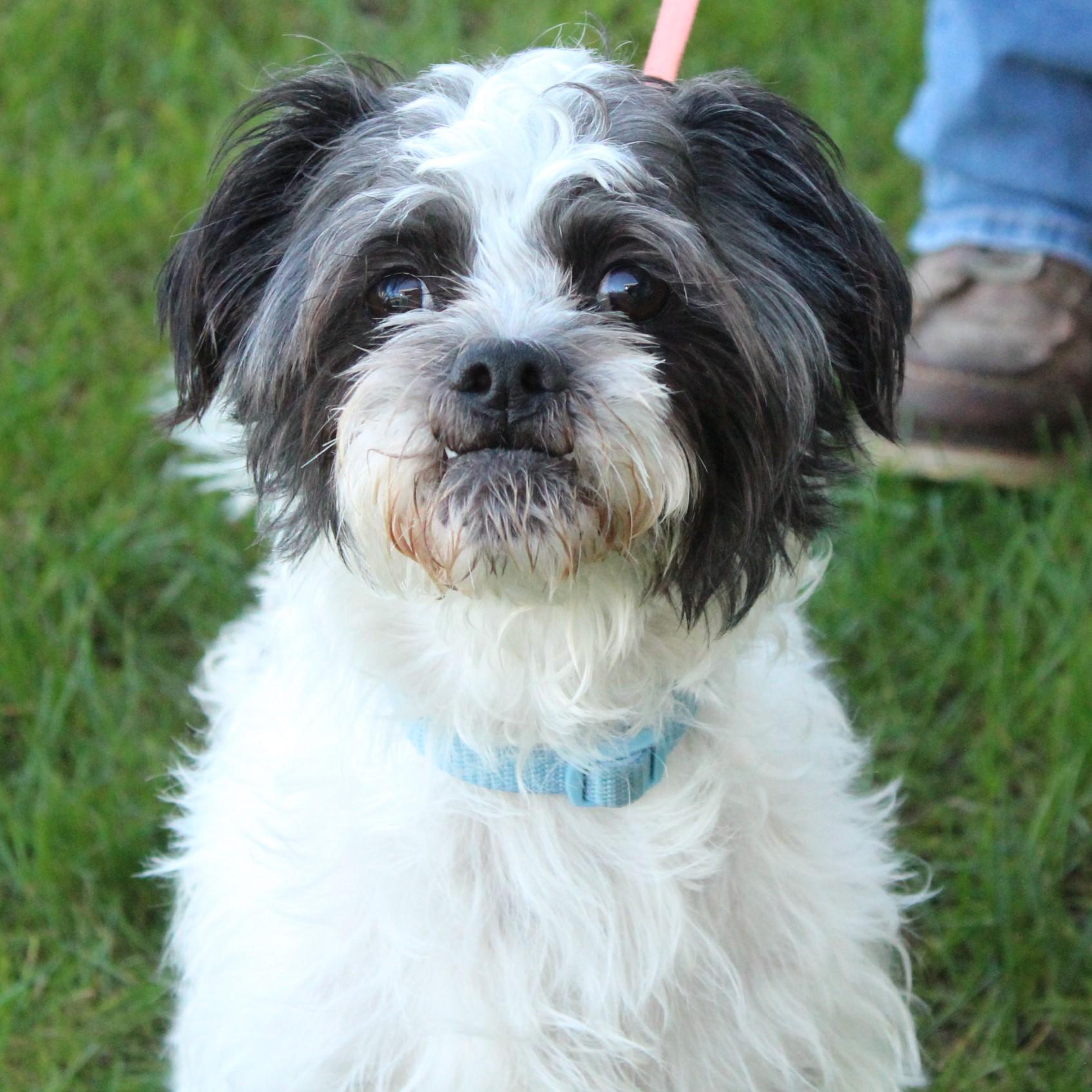 Enlarge Oreo, a Adopted Shih Tzu in Eaton, OH image 1/6