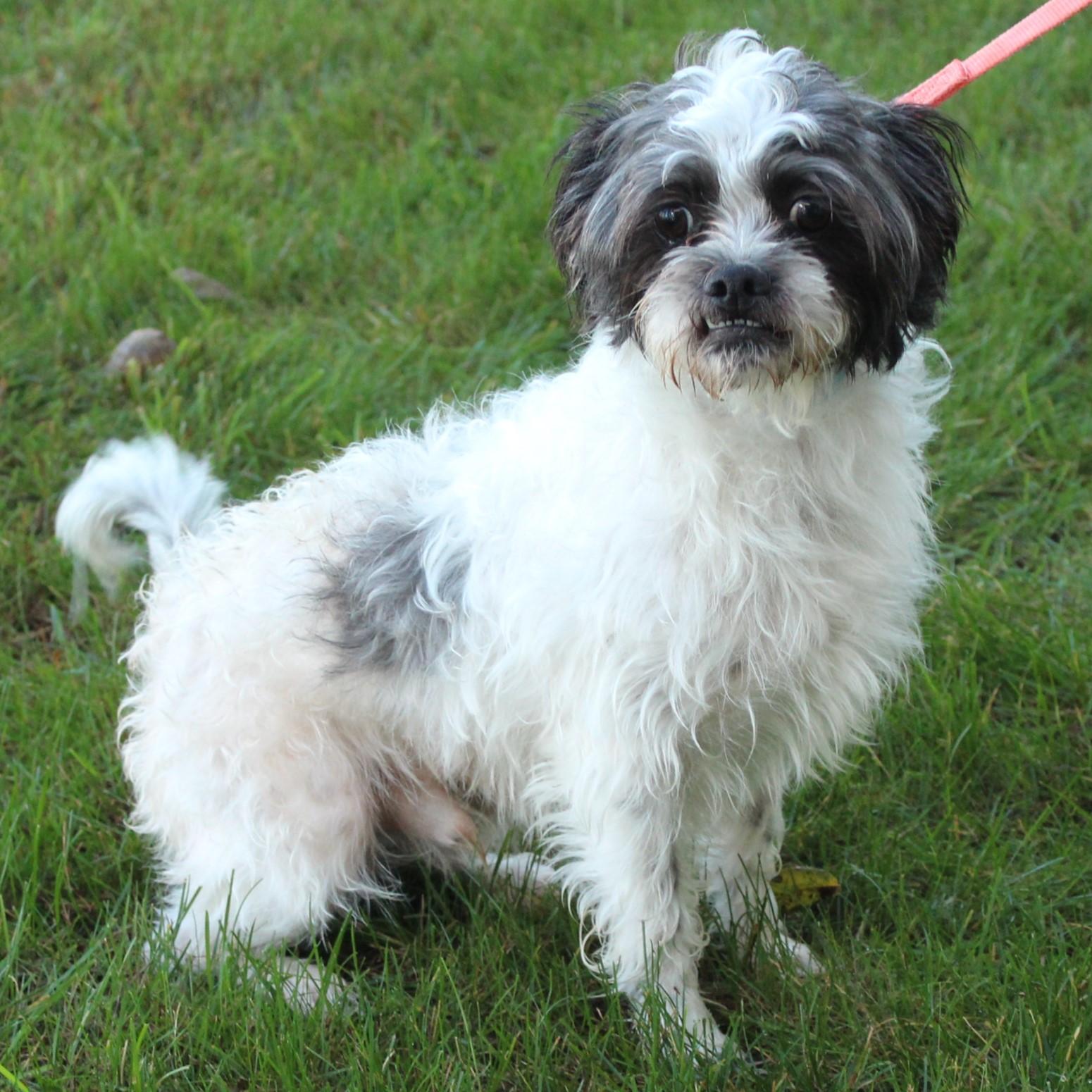 Enlarge Oreo, a Adopted Shih Tzu in Eaton, OH image 2/6