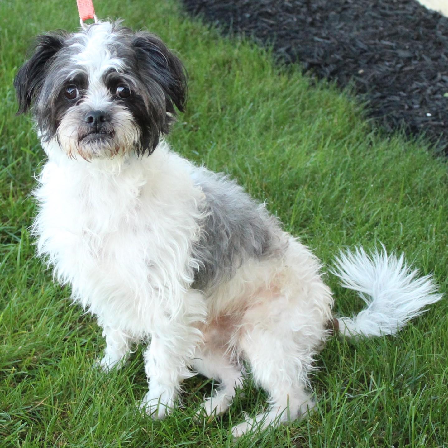 Enlarge Oreo, a Adopted Shih Tzu in Eaton, OH image 6/6