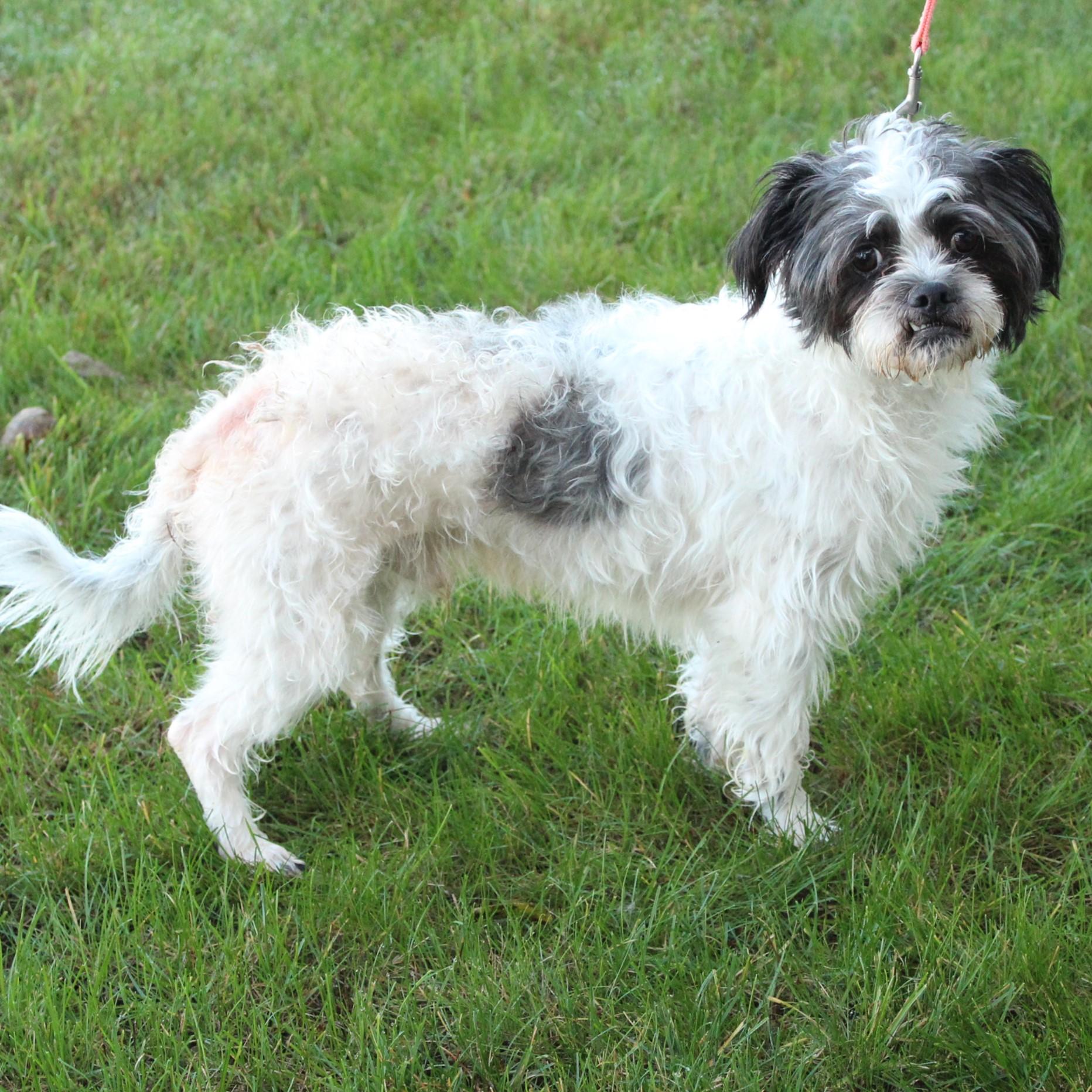 Enlarge Oreo, a Adopted Shih Tzu in Eaton, OH image 5/6