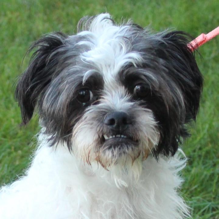 Enlarge Oreo, a Adopted Shih Tzu in Eaton, OH image 3/6
