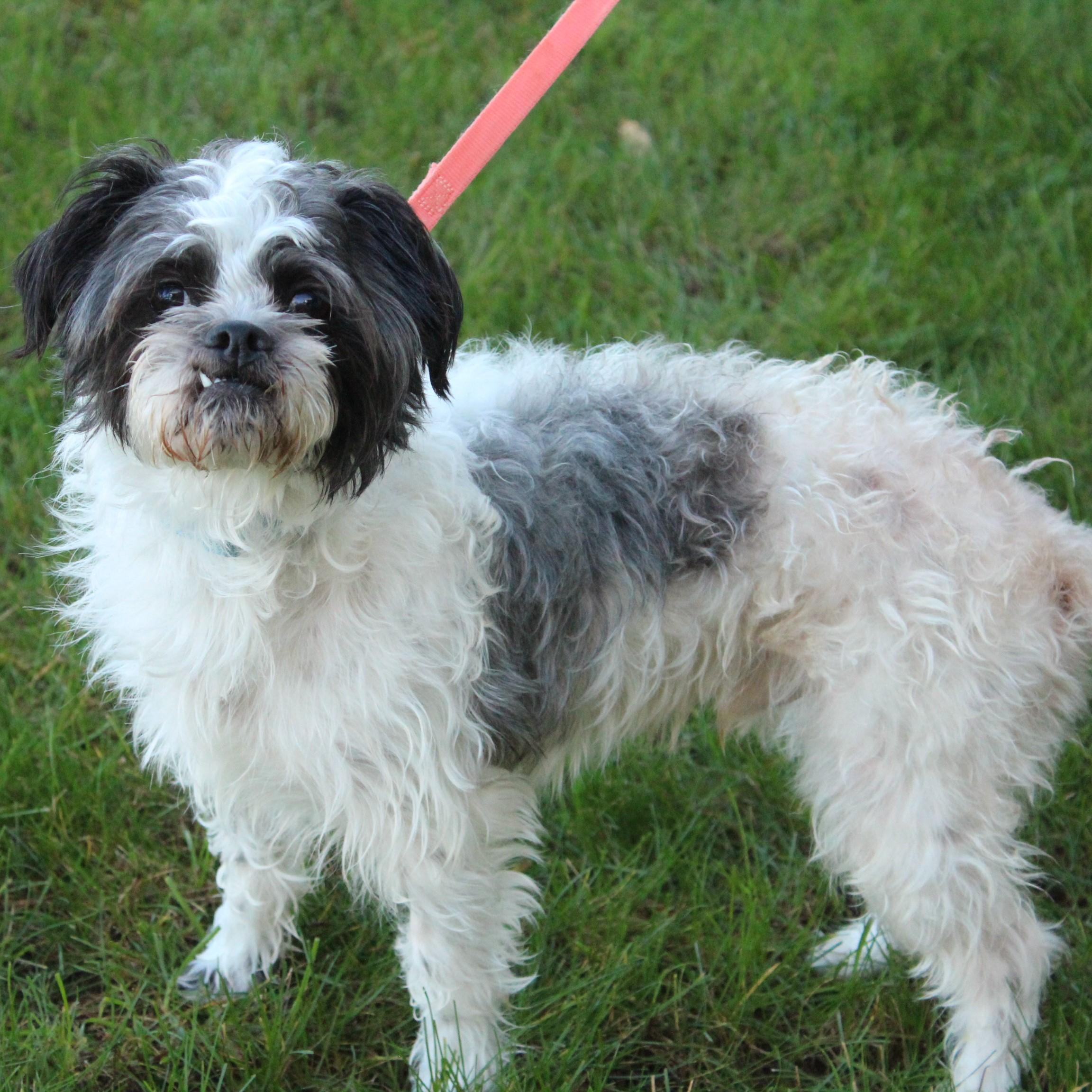 Enlarge Oreo, a Adopted Shih Tzu in Eaton, OH image 4/6