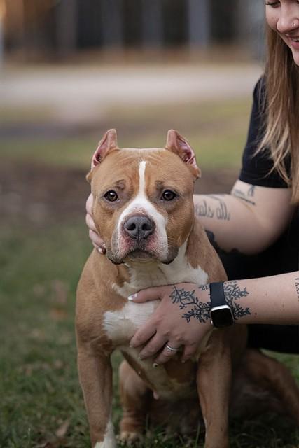 PEANUT, Adoptable, Adult Female American Bulldog & Mixed Breed.