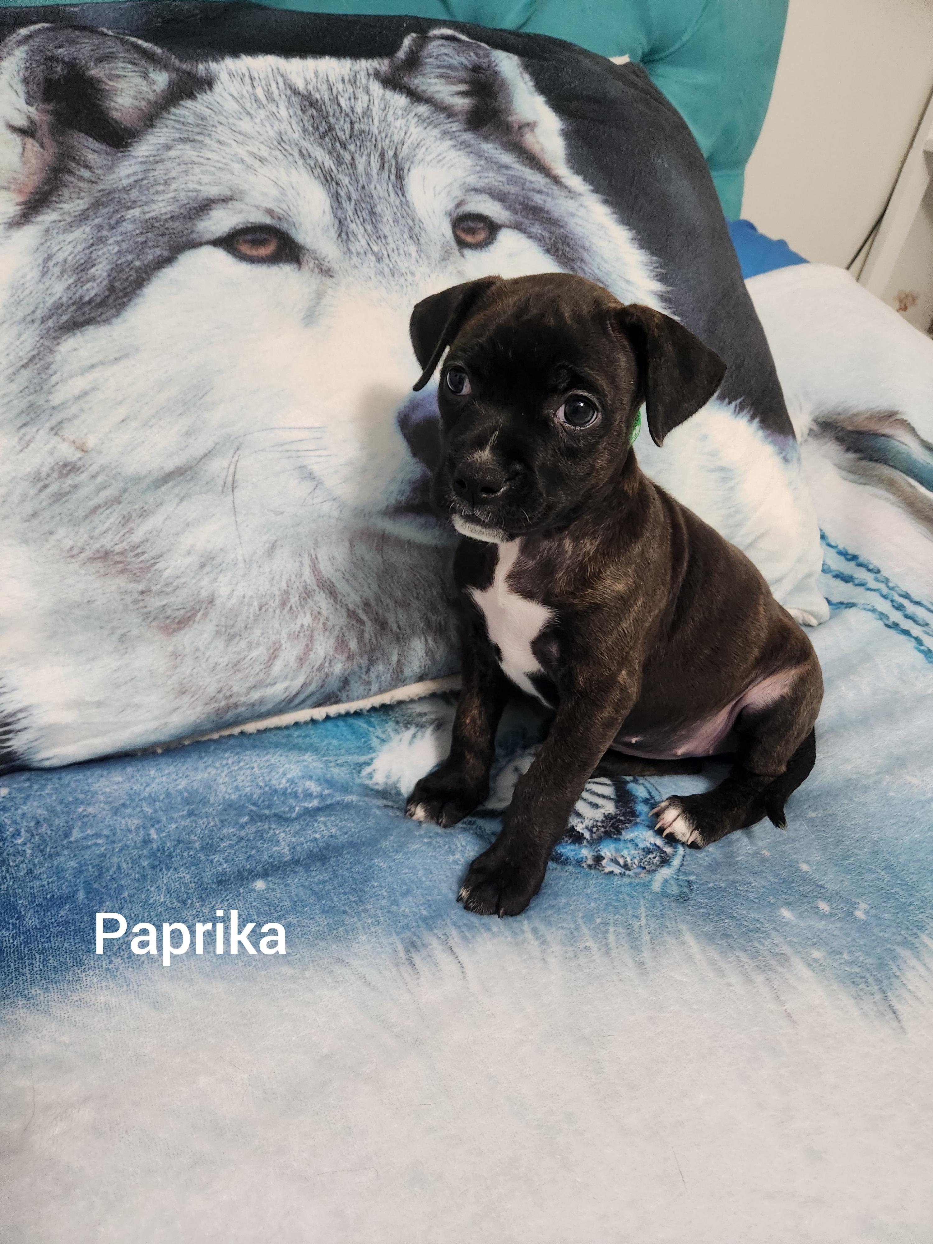 Paprika ( Orlando Fl), a Adoptable mixed breed in Orlando, FL image 2/4