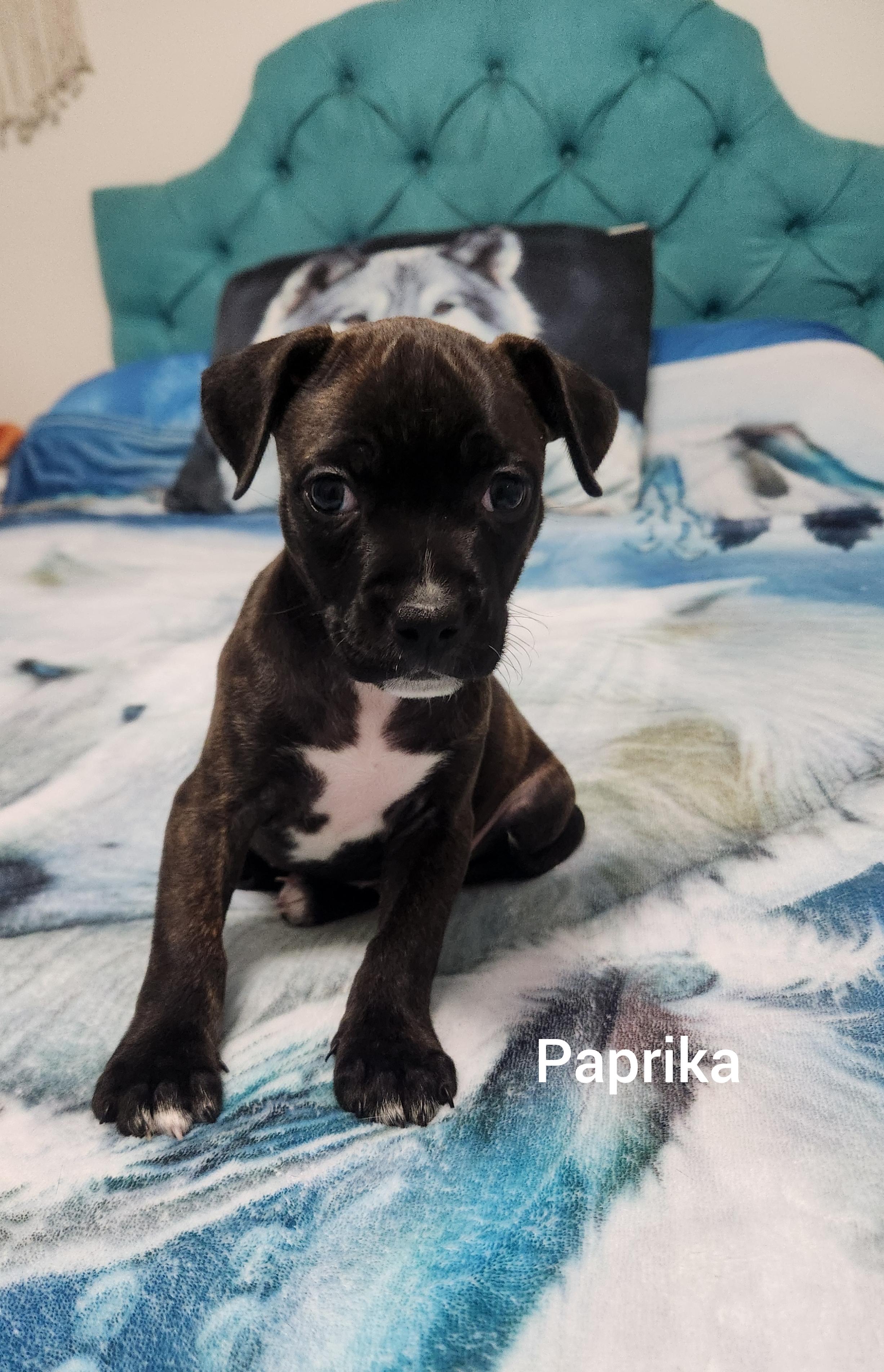 Paprika ( Orlando Fl), a Adoptable mixed breed in Orlando, FL image 4/4