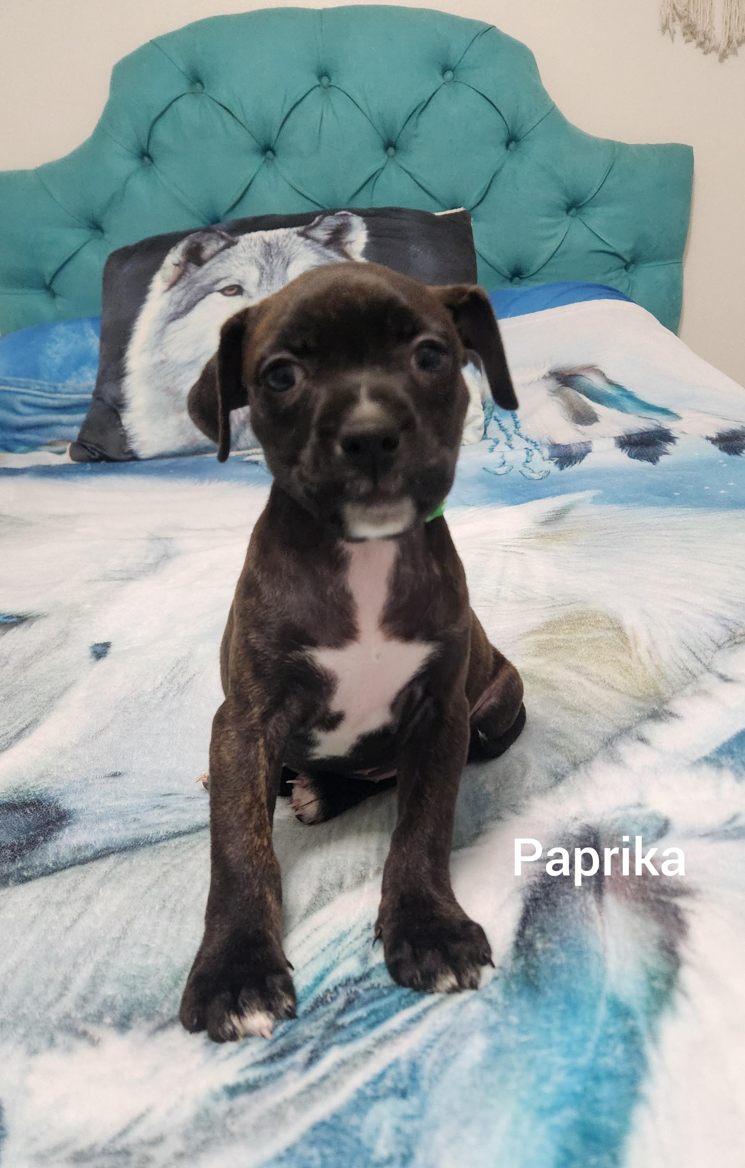 Paprika ( Orlando Fl), a Adoptable mixed breed in Orlando, FL image 3/4
