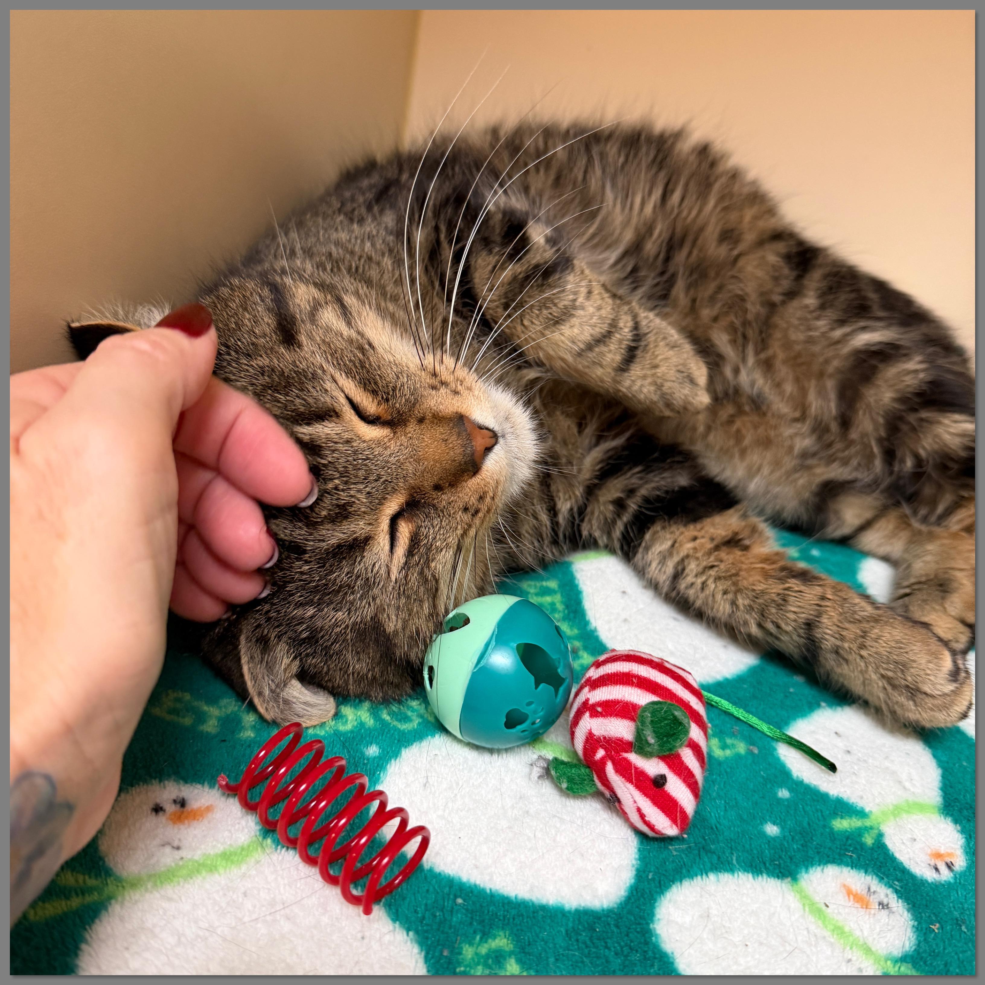 Mr. Handsome, Adoptable, Adult Male Domestic Short Hair.