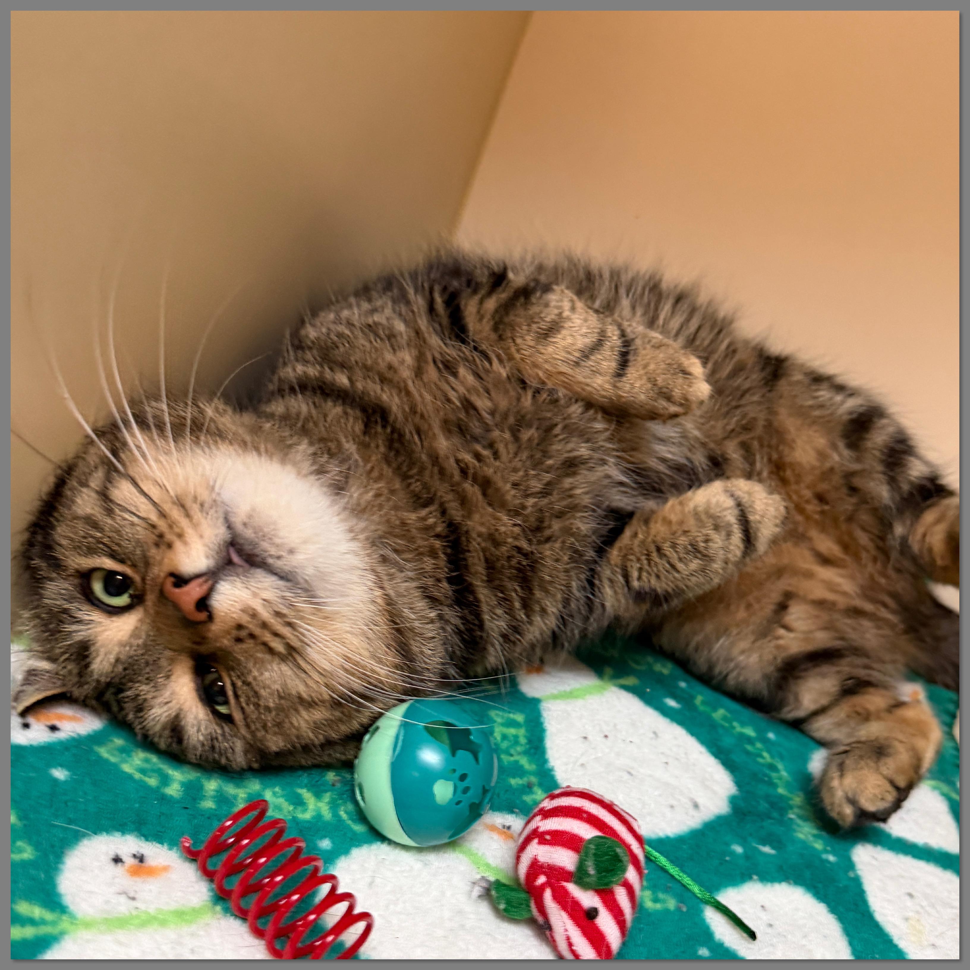 Mr. Handsome, a Adoptable Domestic Short Hair in Elyria, OH image 2/2