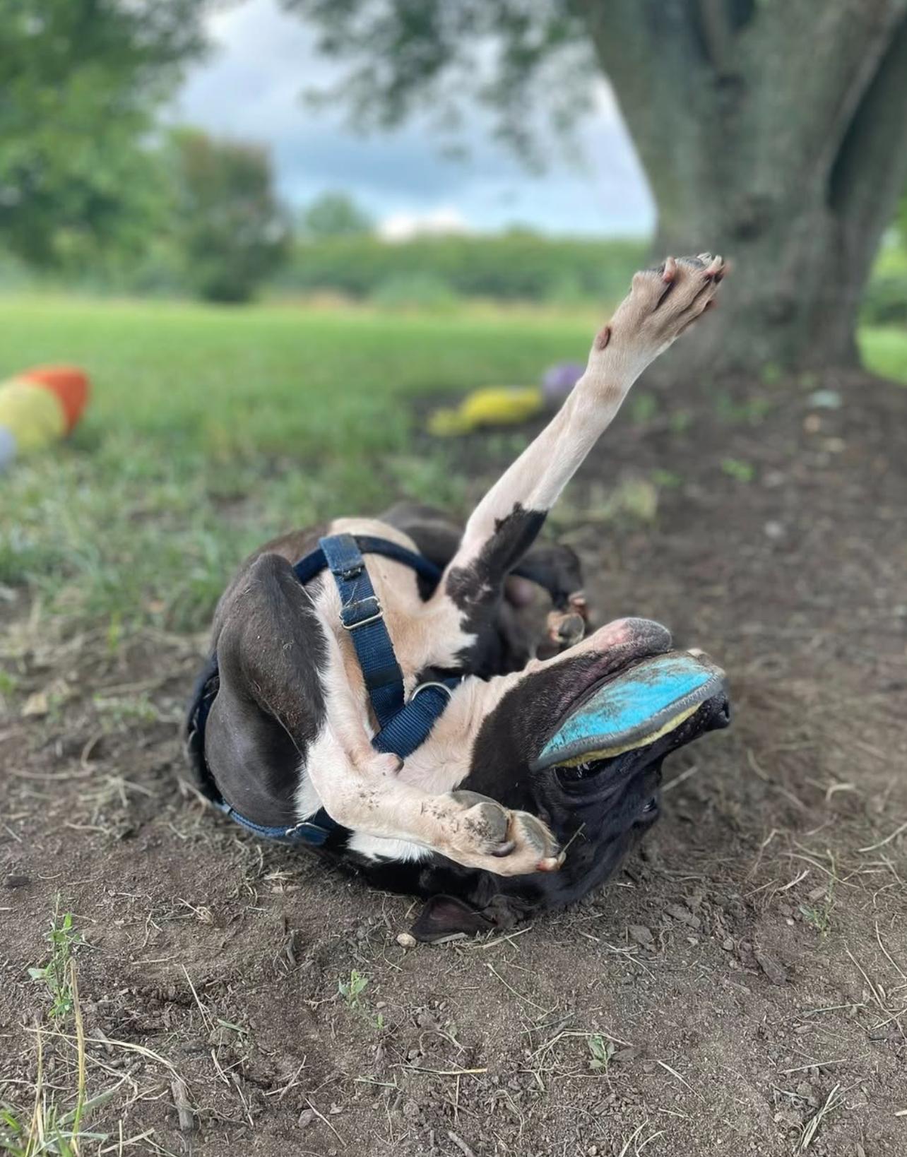 Bronte, a Adoptable Mixed Breed in Voorhees, NJ image 1/4